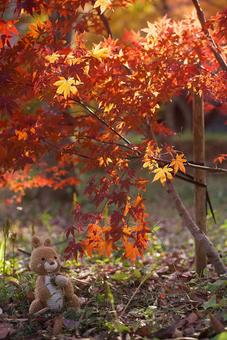 紅葉狩り 秋,壁画,紅葉の写真素材