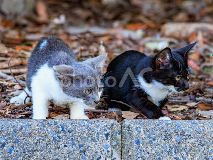 釣り場で出会った子猫の兄弟です。 子猫,猫,野良猫の写真素材