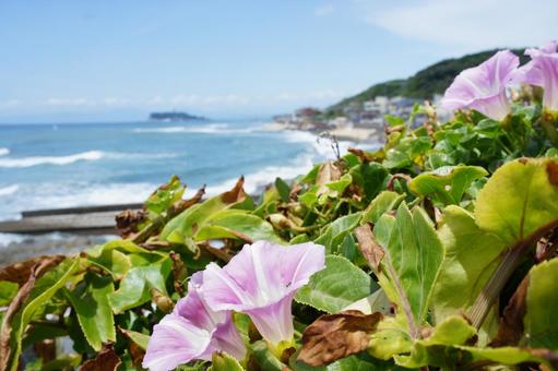 鎌倉　稲村ヶ崎 稲村ヶ崎,鎌倉,海の写真素材