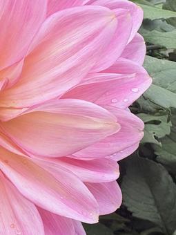 雨上がり、ダリアの花に 雨雫 01 ダリア,花びら,花弁の写真素材