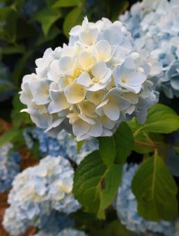 Photo, hydrangea, rainy season, rain, 