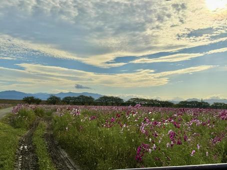 福井県　曇り空と宮ノ下コスモス公苑 福井県,宮ノ下コスモス公苑,曇りの写真素材