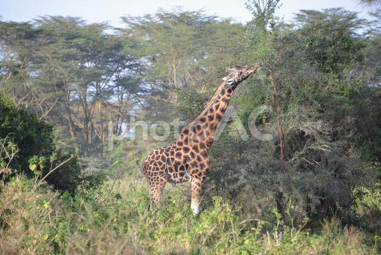 アフリカ　サファリ　キリン　野生動物 アフリカ,サファリ,キリンの写真素材