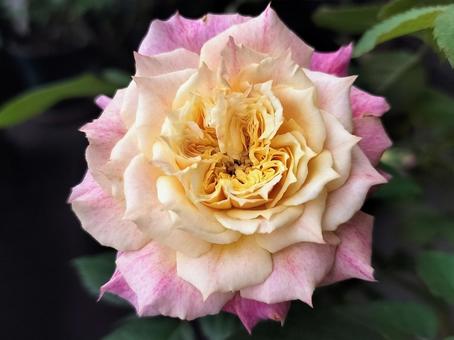ベランダのバラ・シャルール ベランダのバラ・シャルール 薔薇,バラ,シャルールの写真素材