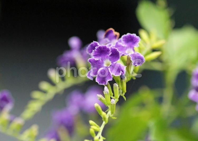 房状に咲く優雅な花 花,植物,美しいの写真素材