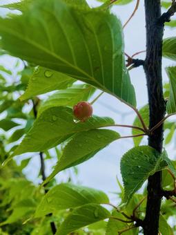 さくらんぼ さくらんぼ さくらんぼ,雨,雨露の写真素材