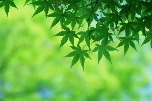 モミジ 青葉 若葉 新緑 翼果 モミジ 青葉 若葉 新緑 翼果 モミジ,新緑,若葉の写真素材