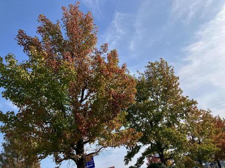秋の青空と紅葉した街路樹 街路樹,紅葉,秋の写真素材
