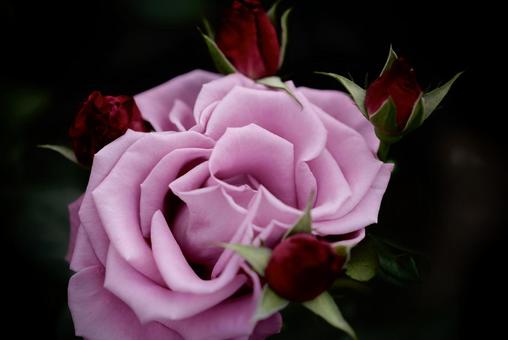 薔薇 薔薇の写真