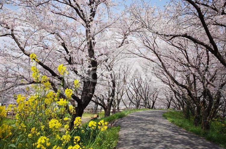 桜と菜の花　春の道 季節,美しい,菜の花の写真素材