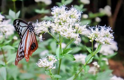 秋の深みを感じるの写真