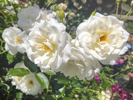 白い薔薇 白い薔薇の写真