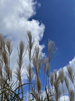 秋らしい景色の写真