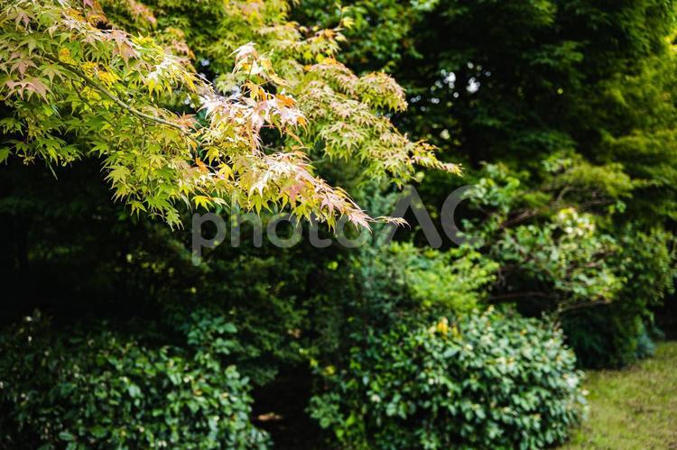 公園に咲く夏のモミジ モミジ,森,幹の写真素材