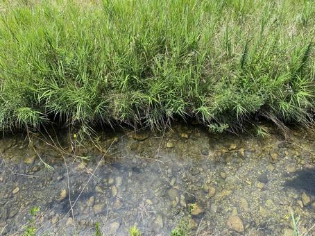 水辺の草むら 水辺の草むらの写真
