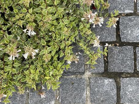 10月:アベリアと敷石のフレーム 10月:アベリアと敷石のフレーム 植物,アベリア,花の写真素材