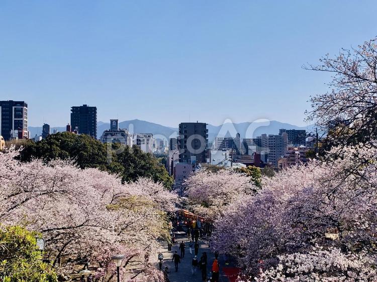 福岡市西公園の桜 桜,サクラ,西公園の写真素材