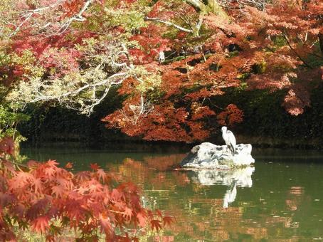 永観堂の紅葉と鳥 永観堂の紅葉と鳥の写真