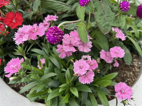 Photo, sexy, nadeshidae, pink, 