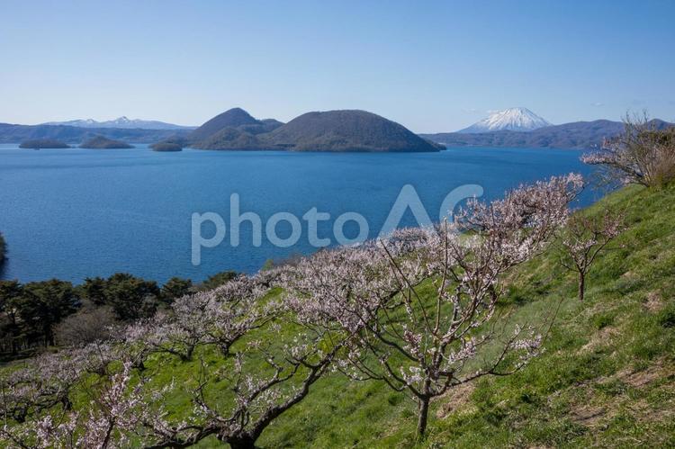 梅が咲く洞爺湖 季節,日本,全景の写真素材