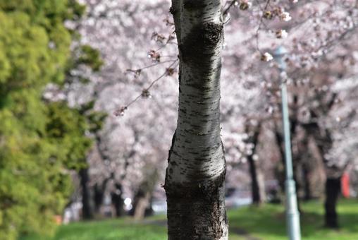 桜の木 桜の木の写真