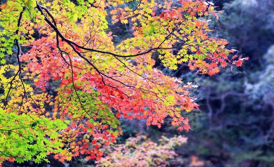 カラフルなコハウチワカエデの紅葉 紅葉,カエデ,秋の写真素材