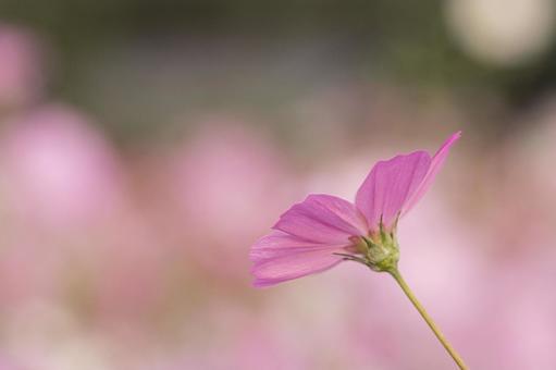 早朝のコスモス畑 早朝のコスモス畑 秋桜,秋,花の写真素材