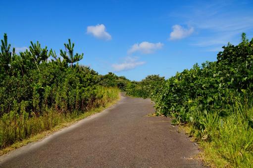 遊歩道の風景 遊歩道の風景の写真