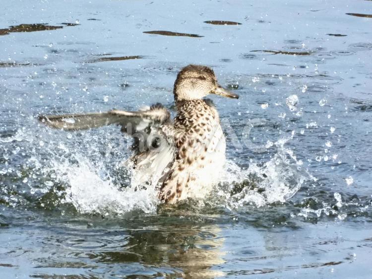 川面で羽ばたくコガモ 鳥,野鳥,コガモの写真素材