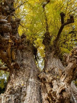 丸森の大銀杏⑶ イチョウ,黄葉,秋の写真素材