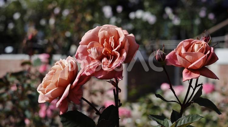 【花の写真】ばらの花 rose,植物,園芸の写真素材