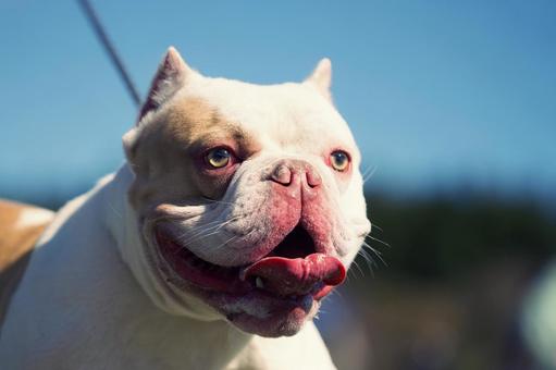 アメリカンブリー 犬,アメリカンブリー,いぬの写真素材