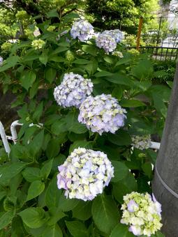 川沿いの花壇で並んで咲き始めるアジサイ 川沿いの花壇で並んで咲き始めるアジサイ アジサイ,花,植物の写真素材