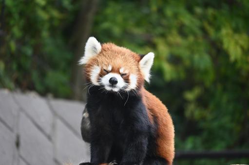 レッサーパンダ レッサーパンダ,動物,動物園の写真素材