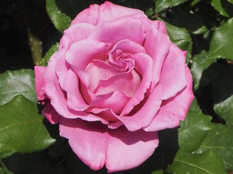 薔薇 ムーンシャドウ 薔薇 ムーンシャドウの写真