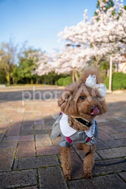 桜とトイプードル トイプードル,トイプー,景色の写真素材