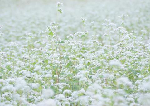 蕎麦畑 蕎麦畑の写真