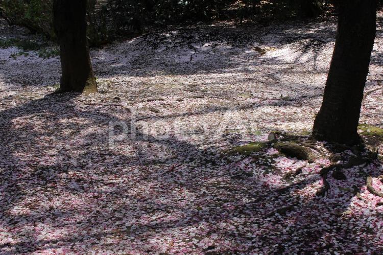 落ちた桜の花びら さくら,カラフル,コピースペースの写真素材