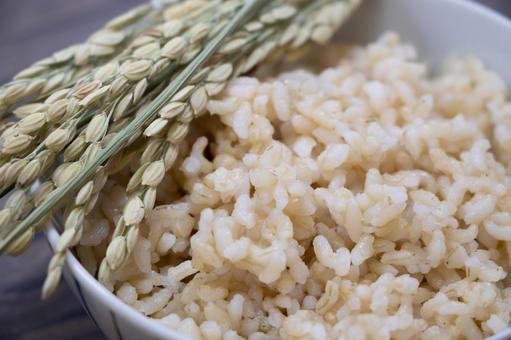 玄米ご飯 稲穂 玄米ご飯,稲穂,玄米の写真素材