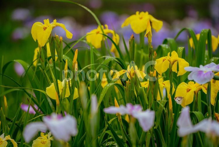 東村山八国山の花菖蒲 日本,東京,東村山の写真素材