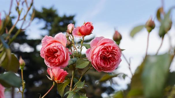 【花の写真】ばらの花 rose,植物,園芸の写真素材