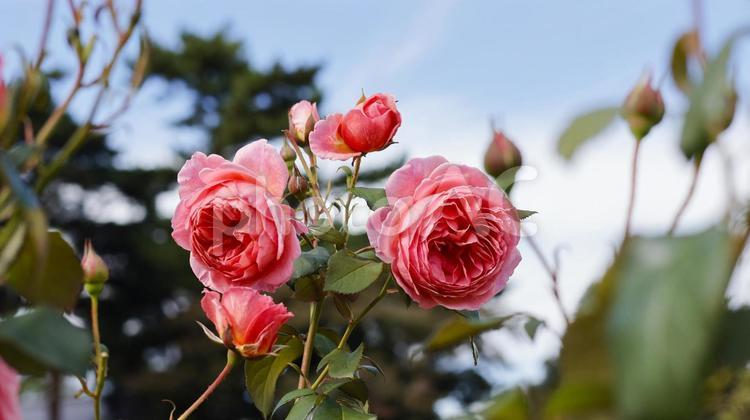 【花の写真】ばらの花 rose,植物,園芸の写真素材