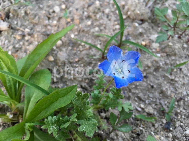 ネモフィラ 花,青,ネモフィラの写真素材