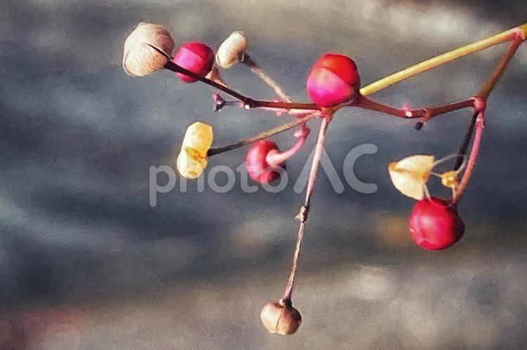 紅白のハゼランの実　右上 紅白,植物,花の写真素材