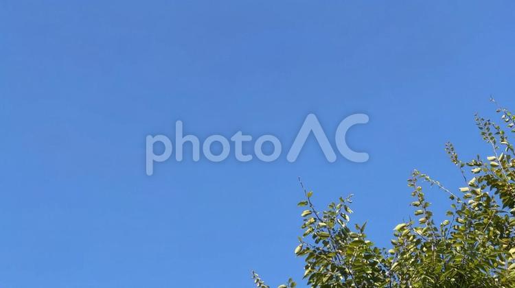青空と木の葉 青空,空,木の写真素材