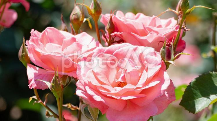 バラ バラ,花,植物の写真素材