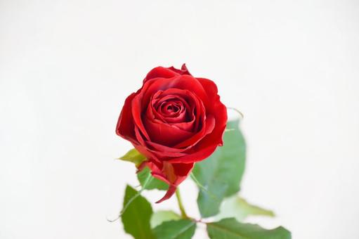赤い薔薇 赤い薔薇 赤い薔薇,赤,ばらの写真素材