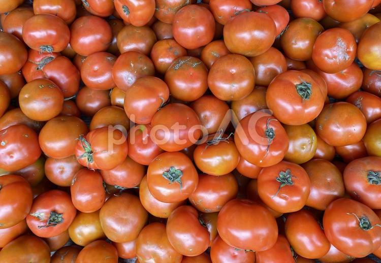 キズのあるB級品の大玉トマト　自然光撮影 トマト,みずみずしい,フレッシュトマトの写真素材
