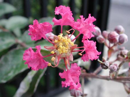 Close-up of Crape Myrtle (Sarusuberi), JPG Close-up of Crape Myrtle (Sarusuberi), JPG