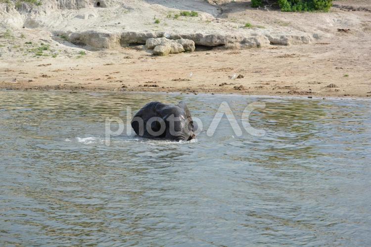 水浴びする野生のゾウ　ボツワナのサファリ ゾウ,アフリカゾウ,水浴びの写真素材